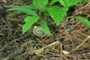 Cepaea nemoralis
