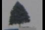 Christmas tree high up