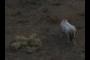 A white horse