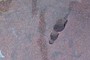 Tripod leg
