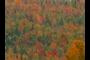 Colorful leaves