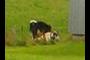Cows