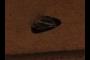 plectrum 1