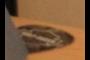 plectrum 5