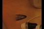 plectrum 6