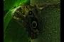 butterfly / moth
