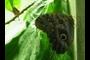 another butterfly / moth