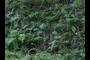 ferns