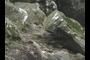 Rocky Shore 