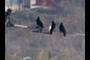3 little birds