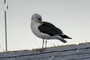 Gull