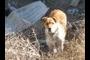 Backyard Dog
