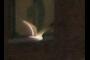 gull