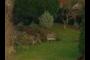 Nice Backyard