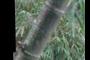 Guadua Bamboo 