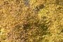 Autumn Oaks