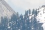 snowy pine