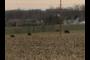 Cows
