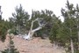 Almagre Bristlecone #045