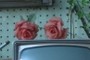 Red Roses