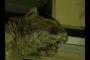 Tiger head