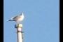 Another bird