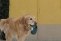 DogAndLeash