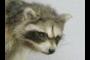 Coon Face