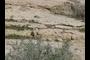 Bouse Formation sandstone