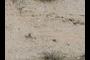 Bouse Formation sandstone.