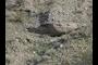 Pliocene river gravel lens
