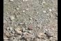 Bullhead Alluvium