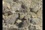 clasts of megacrystic granite