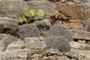 Cactii.