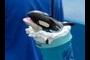 dolphin