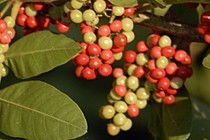 3825-210x140