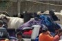 cows