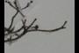 Dogwood Buds...