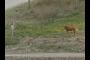 Horse 2