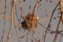 Nest