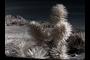 Joshua Tree