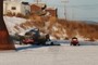 Winter transportation