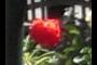 Jardín de las Rosas