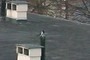 pajaro