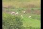 goats/sheep?