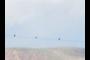 Birds on a Wire
