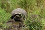 Giant Tortoise