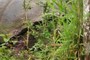 Tortoise with obstructed view