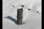 stump