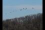 the flock